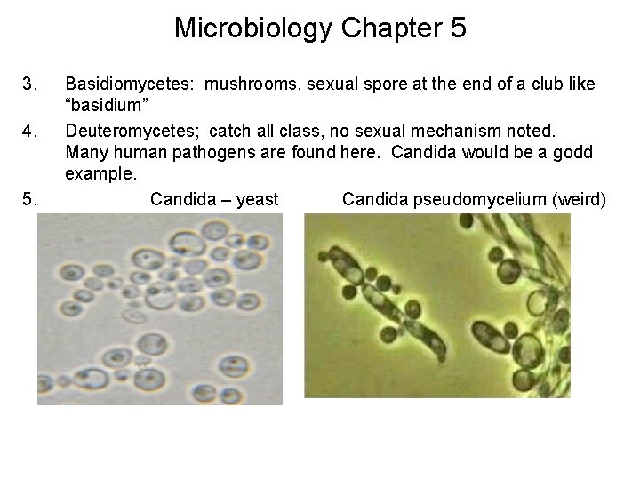 Microbiology Chapter 5 3. 4. 5. Basidiomycetes: mushrooms, sexual spore at the end of