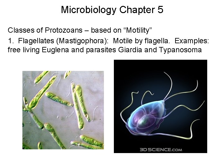 Microbiology Chapter 5 Classes of Protozoans – based on “Motility” 1. Flagellates (Mastigophora): Motile