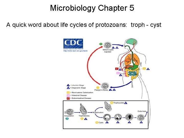 Microbiology Chapter 5 A quick word about life cycles of protozoans: troph - cyst