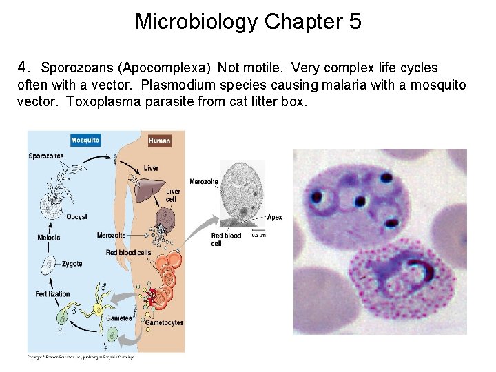 Microbiology Chapter 5 4. Sporozoans (Apocomplexa) Not motile. Very complex life cycles often with