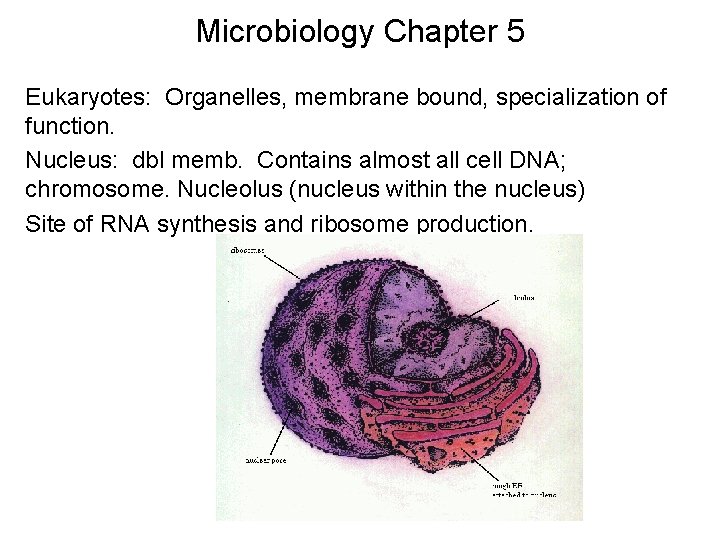 Microbiology Chapter 5 Eukaryotes: Organelles, membrane bound, specialization of function. Nucleus: dbl memb. Contains