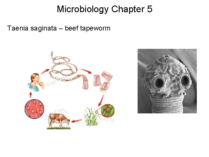 Microbiology Chapter 5 Taenia saginata – beef tapeworm 