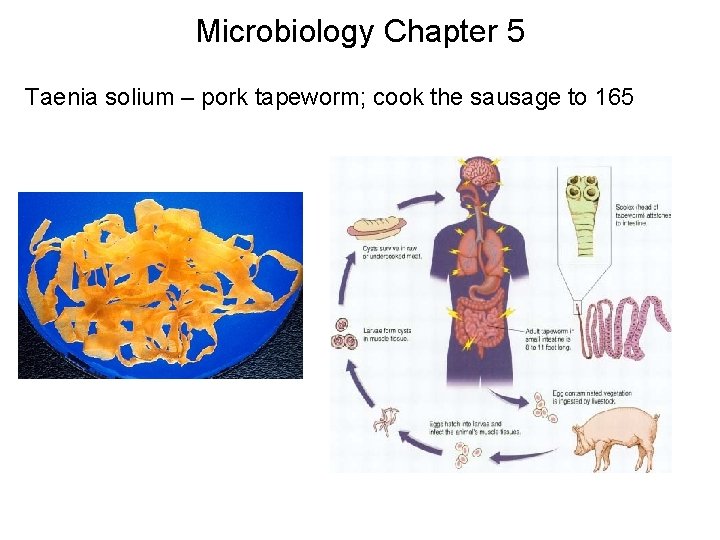 Microbiology Chapter 5 Taenia solium – pork tapeworm; cook the sausage to 165 