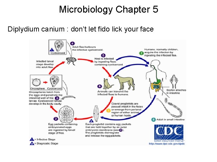 Microbiology Chapter 5 Diplydium canium : don’t let fido lick your face 