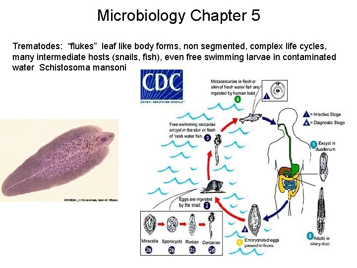 Microbiology Chapter 5 Trematodes: “flukes” leaf like body forms, non segmented, complex life cycles,