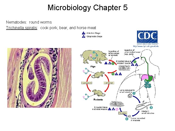 Microbiology Chapter 5 Nematodes: round worms Trichinella spiralis: cook pork, bear, and horse meat