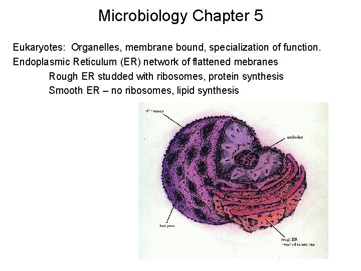 Microbiology Chapter 5 Eukaryotes: Organelles, membrane bound, specialization of function. Endoplasmic Reticulum (ER) network