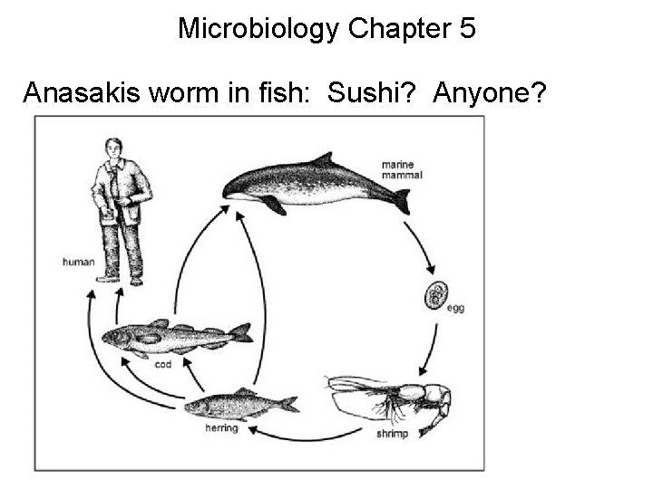 Microbiology Chapter 5 Anasakis worm in fish: Sushi? Anyone? 