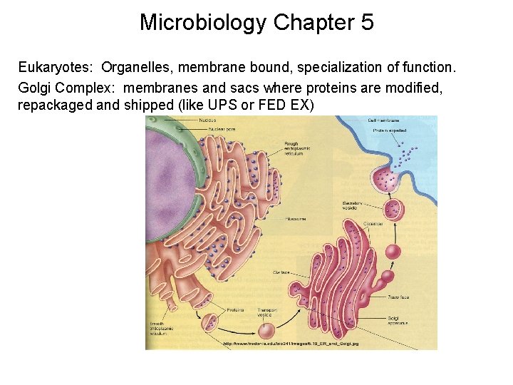 Microbiology Chapter 5 Eukaryotes: Organelles, membrane bound, specialization of function. Golgi Complex: membranes and