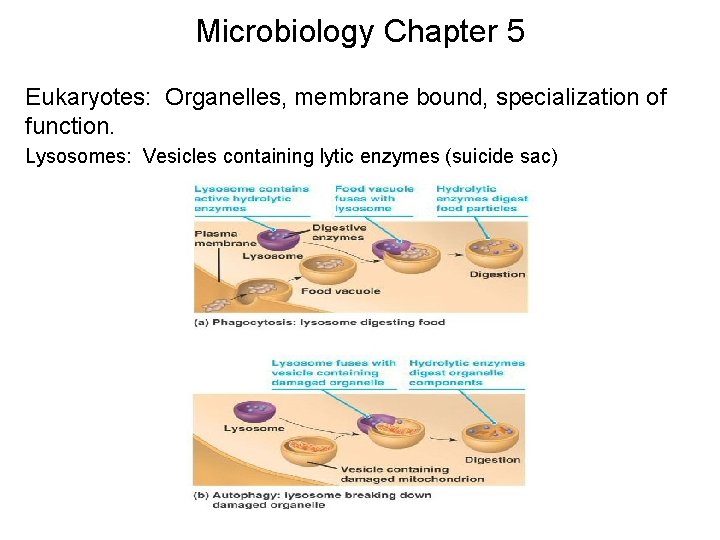 Microbiology Chapter 5 Eukaryotes: Organelles, membrane bound, specialization of function. Lysosomes: Vesicles containing lytic