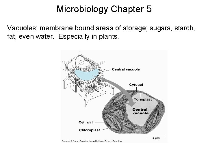 Microbiology Chapter 5 Vacuoles: membrane bound areas of storage; sugars, starch, fat, even water.