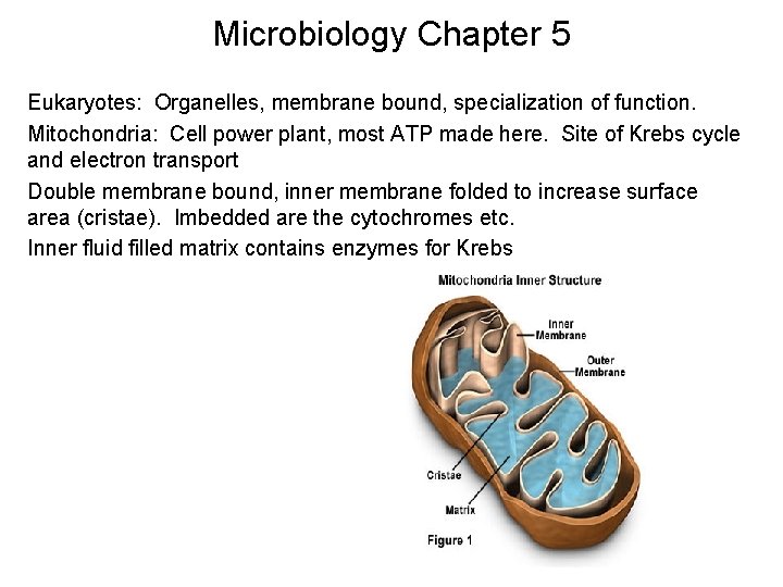 Microbiology Chapter 5 Eukaryotes: Organelles, membrane bound, specialization of function. Mitochondria: Cell power plant,