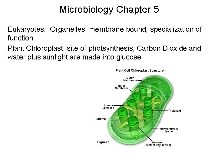 Microbiology Chapter 5 Eukaryotes: Organelles, membrane bound, specialization of function. Plant Chloroplast: site of