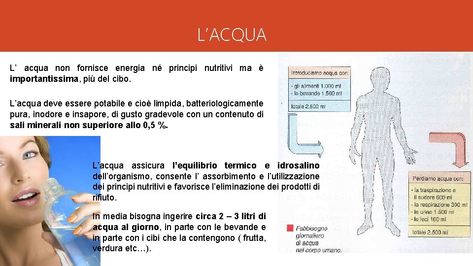 L’ACQUA L’ acqua non fornisce energia né principi nutritivi ma è importantissima, più del