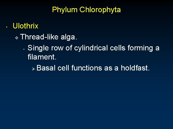 Phylum Chlorophyta • Ulothrix v Thread-like alga. - Single row of cylindrical cells forming