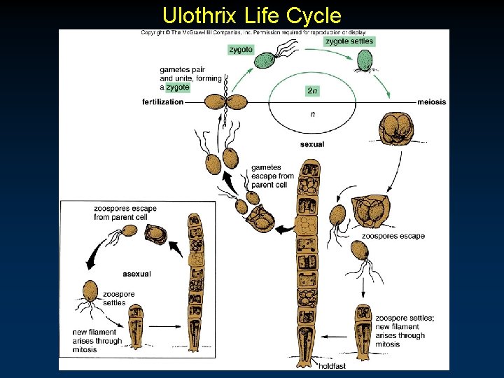 Ulothrix Life Cycle 