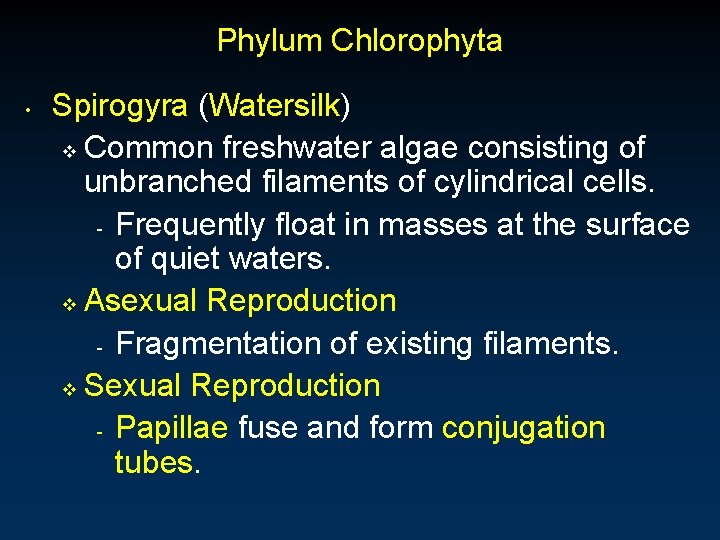 Phylum Chlorophyta • Spirogyra (Watersilk) v Common freshwater algae consisting of unbranched filaments of