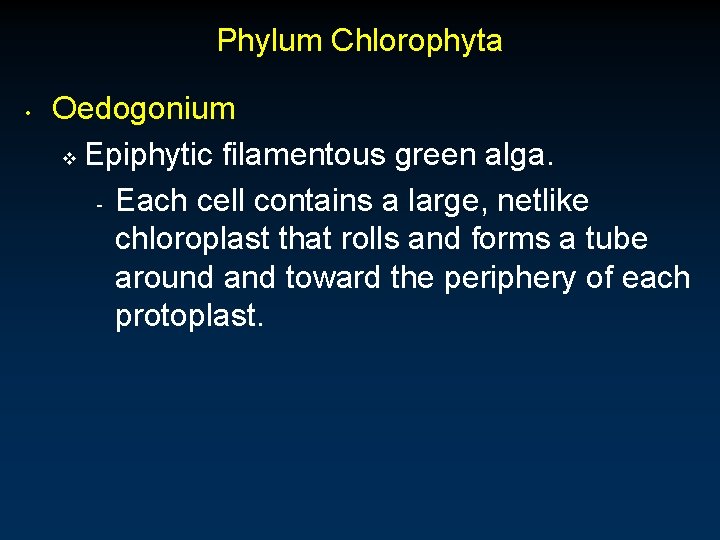 Phylum Chlorophyta • Oedogonium v Epiphytic filamentous green alga. - Each cell contains a