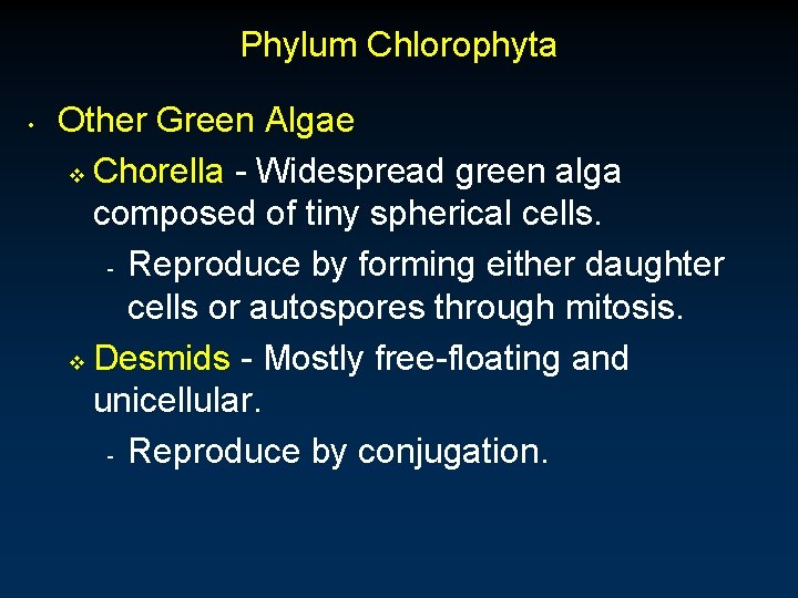 Phylum Chlorophyta • Other Green Algae v Chorella - Widespread green alga composed of