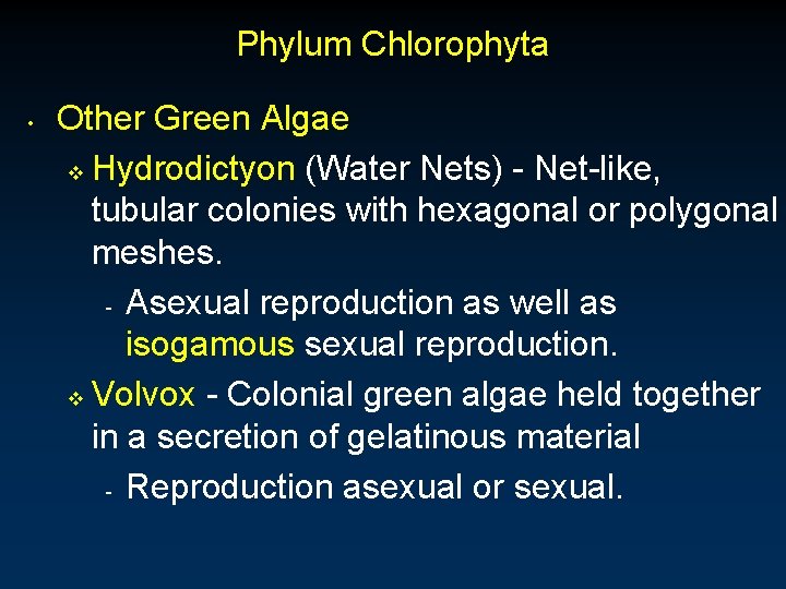 Phylum Chlorophyta • Other Green Algae v Hydrodictyon (Water Nets) - Net-like, tubular colonies