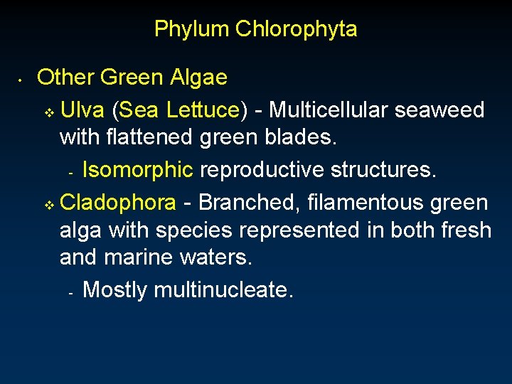 Phylum Chlorophyta • Other Green Algae v Ulva (Sea Lettuce) - Multicellular seaweed with