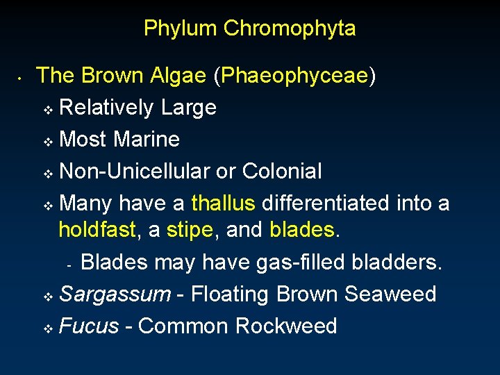 Phylum Chromophyta • The Brown Algae (Phaeophyceae) v Relatively Large v Most Marine v