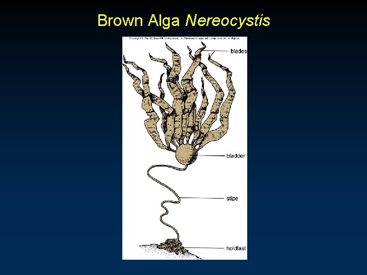 Brown Alga Nereocystis 