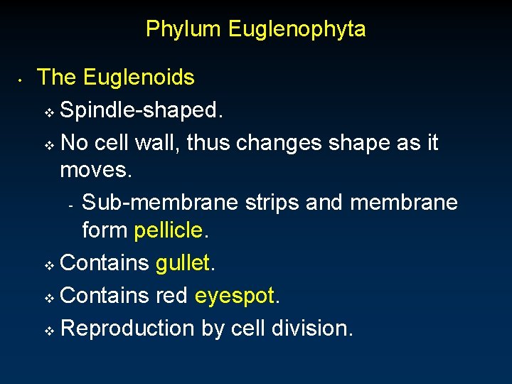 Phylum Euglenophyta • The Euglenoids v Spindle-shaped. v No cell wall, thus changes shape