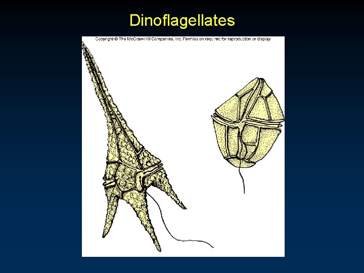 Dinoflagellates 