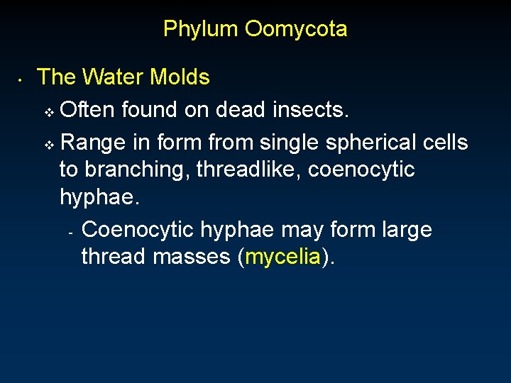 Phylum Oomycota • The Water Molds v Often found on dead insects. v Range