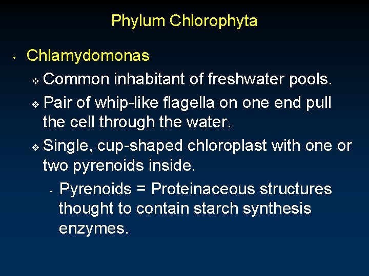Phylum Chlorophyta • Chlamydomonas v Common inhabitant of freshwater pools. v Pair of whip-like