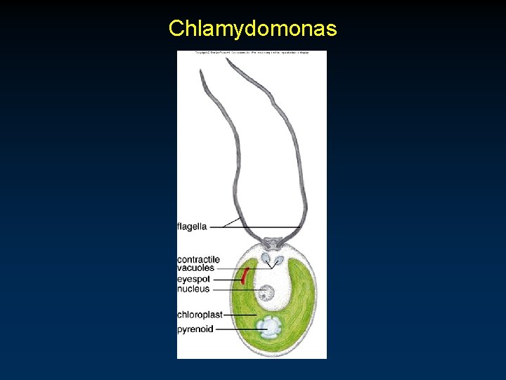 Chlamydomonas 
