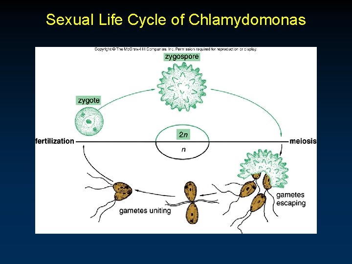 Sexual Life Cycle of Chlamydomonas 