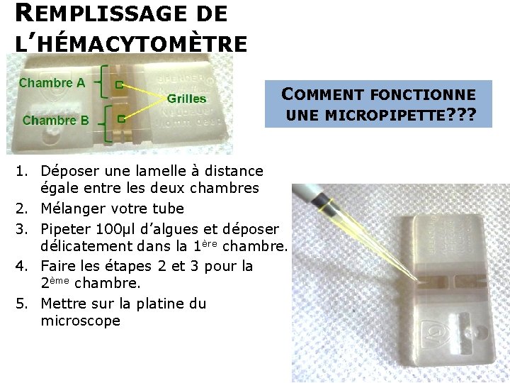 REMPLISSAGE DE L’HÉMACYTOMÈTRE COMMENT FONCTIONNE UNE MICROPIPETTE? ? ? 1. Déposer une lamelle à