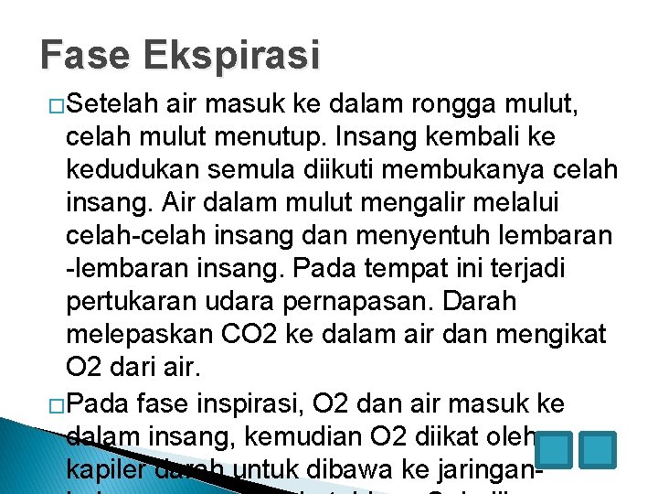 Fase Ekspirasi �Setelah air masuk ke dalam rongga mulut, celah mulut menutup. Insang kembali