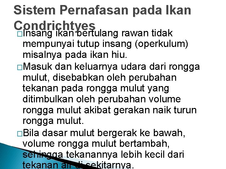 Sistem Pernafasan pada Ikan Condrichtyes �Insang ikan bertulang rawan tidak mempunyai tutup insang (operkulum)