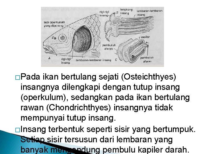 �Pada ikan bertulang sejati (Osteichthyes) insangnya dilengkapi dengan tutup insang (operkulum), sedangkan pada ikan