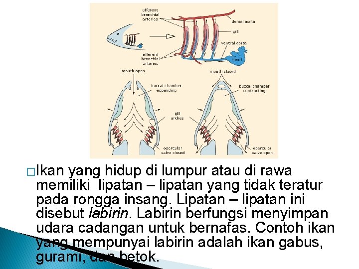 �Ikan yang hidup di lumpur atau di rawa memiliki lipatan – lipatan yang tidak