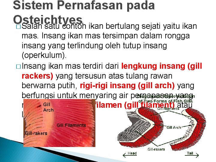 Sistem Pernafasan pada Osteichtyes � Salah satu contoh ikan bertulang sejati yaitu ikan mas.