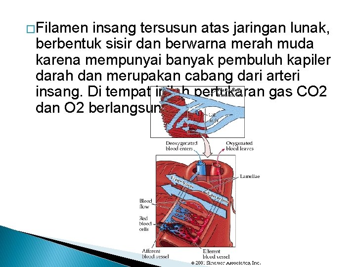 �Filamen insang tersusun atas jaringan lunak, berbentuk sisir dan berwarna merah muda karena mempunyai