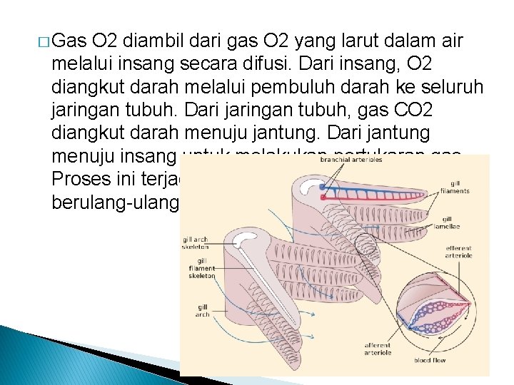 � Gas O 2 diambil dari gas O 2 yang larut dalam air melalui