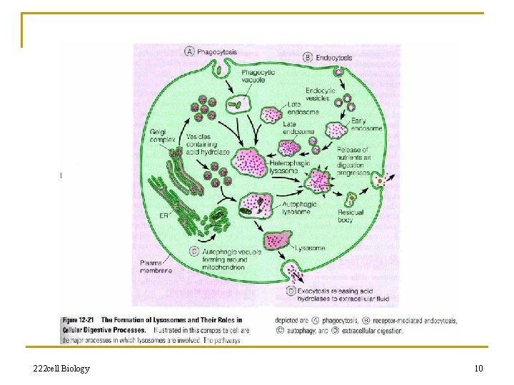 222 cell Biology 10 