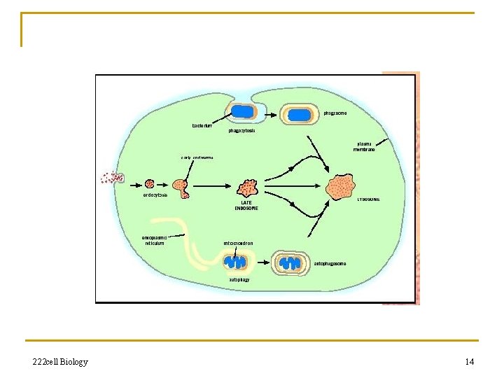 222 cell Biology 14 