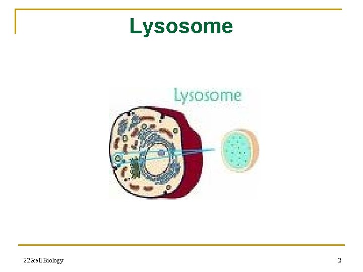 Lysosome 222 cell Biology 2 