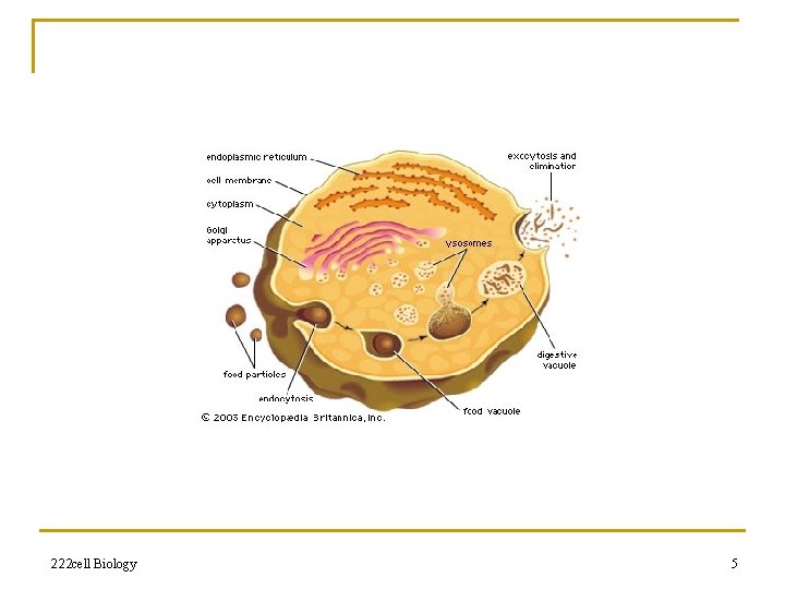 222 cell Biology 5 