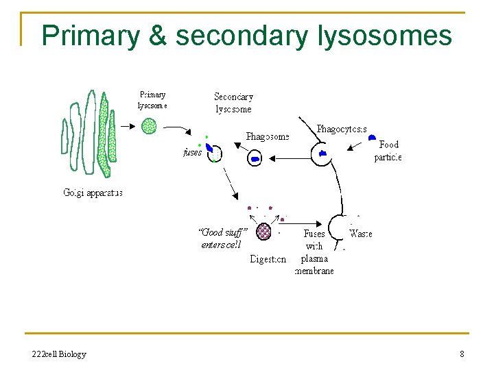 Primary & secondary lysosomes 222 cell Biology 8 