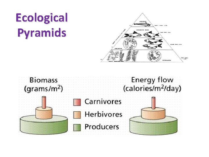 Ecological Pyramids 