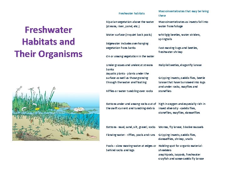 Freshwater habitats Freshwater Habitats and Their Organisms Macroinvertebrates that may be living there Riparian