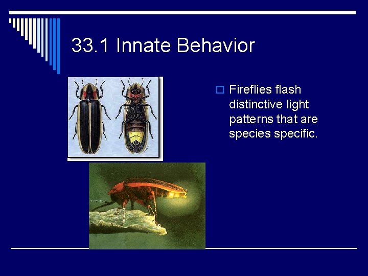 33. 1 Innate Behavior o Fireflies flash distinctive light patterns that are species specific.