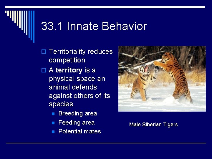 33. 1 Innate Behavior o Territoriality reduces competition. o A territory is a physical